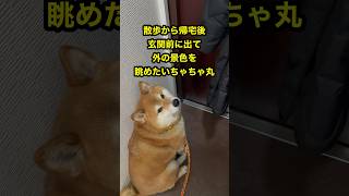 【ちゃちゃ丸】一緒に外に出てほしい柴犬 #shorts