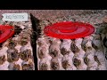 amazing scorpion farming in china venom extraction u0026 food processing video credit noal farm