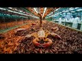 Amazing Scorpion Farming in China || Venom Extraction & Food Processing || Video Credit: NOAL FARM