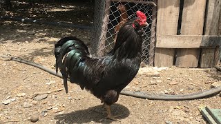 Mavi Yumurtacı Horozumuz ve Tavuklarımız - Ameraucana Chickens, Rooster, Chicks