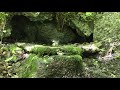 山中湖 大洞の泉のエナガとシジュウカラの水浴び　その２（4k動画）