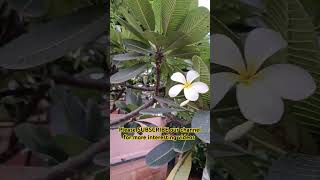 దేవ గన్నేరు devaganneru flowers|| Plumeria #plumeriaflower #devaganneru#devotional #shortsviral