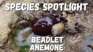 Species Spotlight - Beadlet Anemone