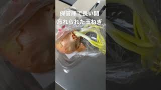 不死鳥玉ねぎシリーズ①どんな状態⁉️驚き感動❗️そして爆笑🤣#shorts #short #閃光のハサウェイ#tiktok #twitter #爆笑 #感動#たまねぎ #家庭菜園 #農業 #観察日記