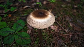 暗圈鹅膏 Amanita pallidozonata——摄于昆明野鸭湖