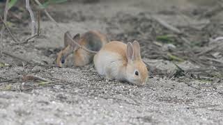 大久野島のうさぎさん2025年1月14日②