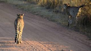 Cheetah Territorial Marking