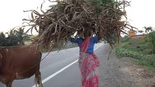 Perambalur (Cows go home) - Tamil Nadu (India Through My Eyes)