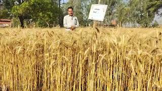 #Shriram Bioseed Genetics Wheat Variety 2005 Happy Farmer 😊