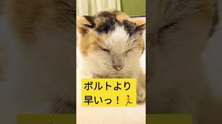 猫トリビア_⑪足の速さはどれ位？ #shorts #猫 #cat