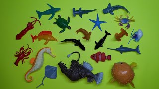 Collect 7 Sea Animals Clown Fish, Hammerhead Shark, Orca Whale, Hermit Crab, Spiny Puffer Fish