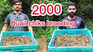 Brooding 2000 quail chiks ||