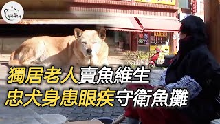 獨居老人賣魚維生，忠犬身患眼疾依舊保衛老人的賣魚攤，守護的心令人動容 | #寵物 #感人故事 #動物 #感謝