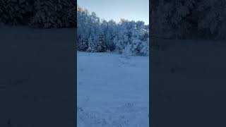 #природа #зима #снег #мороз #иней #лес #красиво #опушка #небо #пейзаж #ляпота