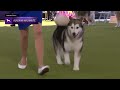 alaskan malamutes breed judging 2024