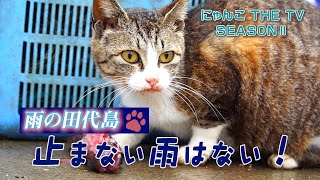 猫は大漁を招く神さま〜止まない雨はにゃい！