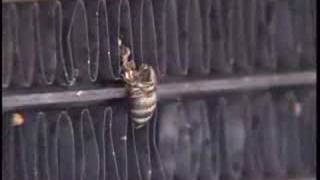 How Identifying Bugs Solved the Murder