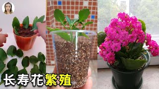 How to Grow and Care for Kalanchoe，Kalanchoe propagation|花花世界