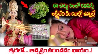 ఈ చెట్టు కలలో కనిపిస్తే లక్ష్మీదేవి మీ ఇంట్లో ఉన్నట్లే | Kalalo Chetlu Kanipisthe | Trees In Dreams