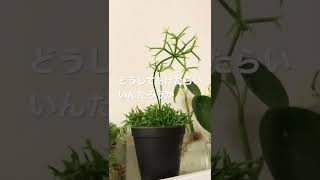 観葉植物日記　リプサリスカスッサ　2022年5月17日