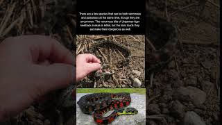 Japanese tiger keelback snakes