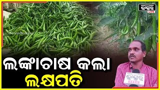 ମୁହଁରେ ହସ ଫୁଟାଇଲା ଲଙ୍କା ଚାଷ, ରାୟଗଡାରୁ ଆସିଲା ବିକାଶର ଝଲକ