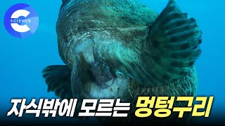 ※감동 주의 🐟 알을 지키기 위해 30일 동안 사투를 벌이는 물고기 | 뚝지의 부성애 | 도치