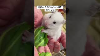 キャベツの葉っぱに豪快にかぶりつくゆきんこちゃん