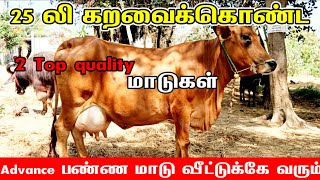 25லிட்டர் கறவை கொண்ட இரண்டு ஜோடி ஜெர்சி சினை மாடுகள் விற்பனைக்கு|பண்ணையில் இருந்து நேரடி விற்பனைக்கு