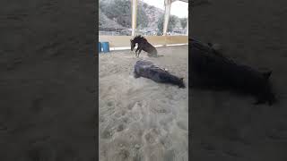 Horses syncronized rolling 1