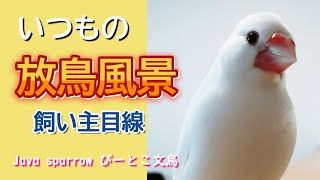 【文鳥4歳10か月⑧】元気に可愛く追いかけてさえずります♪リアルな放鳥風景ほぼ字幕なし没入感♡3代目文鳥ピーちゃん 癒し系動物 java sparrow