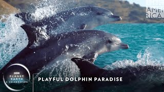 Playful Dolphin Paradise 🐬 Planet Earth: A Celebration | BBC America