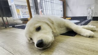 子犬だったゴールデンレトリバーの子犬ティトが段々と端正な顔立ちの成犬へ