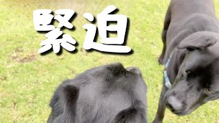 攻撃的に吠えられたことのある犬にノーリードで会ってしまったら…