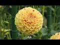 群馬フラワーパーク　ダリアまつり　gunma flower park dahlia festival