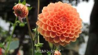 群馬フラワーパーク　ダリアまつり　Gunma Flower Park  Dahlia Festival