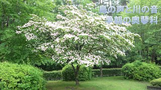 【４K 早朝の奥蓼科　鳥の声と川の音　新緑に包まれて】Oku Tateshina Bird's voice and river sound Surrounded by fresh greenery