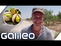 Uralte Nuss auf Erfolgskurs! Harro bei der Pistazienernte | Galileo | ProSieben