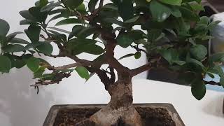 Ficus ginseng bonsai.