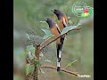 ഓലഞ്ഞാലി rufous treepie