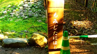 福岡市・西公園にある　「モミジ谷」ってどこにある？