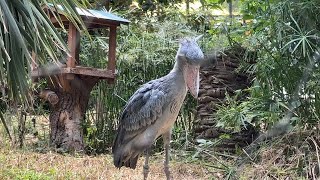 ミリーが狙っている生物は・・・2022年6月21日