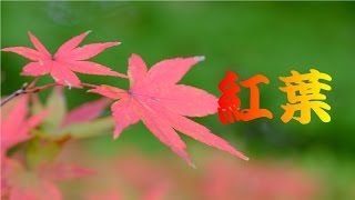 2015秋 国営昭和記念公園の紅葉・黄葉  イチョウ並木(東京都立川市)