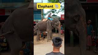 হাতি দিয়ে কি করছে #elephant #elephantvideo #rachowdhury #bangladesh