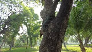 Five foot asian water monitor lizard climbing out of a tree.