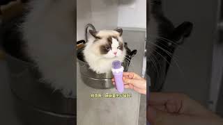 猫：你们人类戏真多～ 这是我的小猪猫 呆萌猫猫 猫猫治愈一切