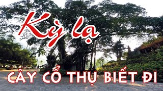 Cây Cổ thụ biết đi tại Thung Nham, Ninh Bình