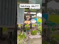 APAPUN KERJANYA INGAT SEBATANG DULU #video #sawah #shortvideo #shorts #petani #petanimuda #padi #fyp