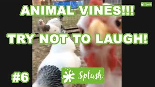 Animal Vines Try Not To Laugh Challenge, Funny Dogs, Cats, other Pets and Animals Compilation #6