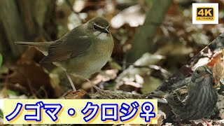 公園にノゴマ・クロジの雌がやって来ました。可愛い野鳥達です。